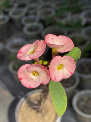 Katamukut – Euphorbia Mili