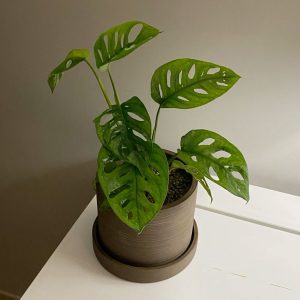 Monstera Adansonii- ইন্ডোর প্লান্ট টব সহ