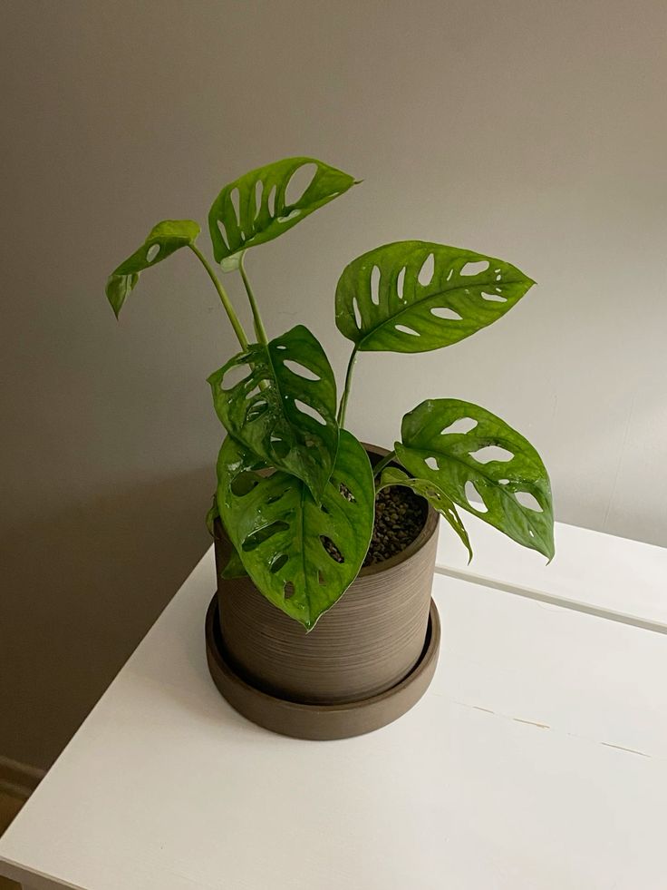 Monstera Adansonii- ইন্ডোর প্লান্ট টব সহ