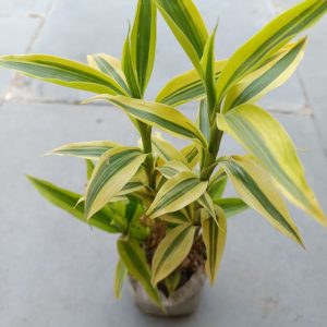 Lucky bamboo- টব সেট