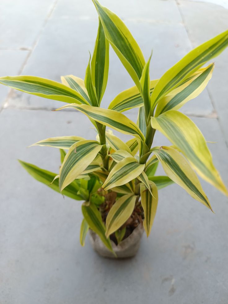 Lucky bamboo- টব সেট