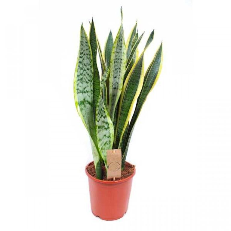 Lorenti Sansevieria- স্নেক প্লান্ট