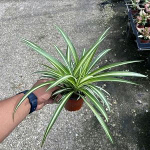 Spider plant- টব সহ
