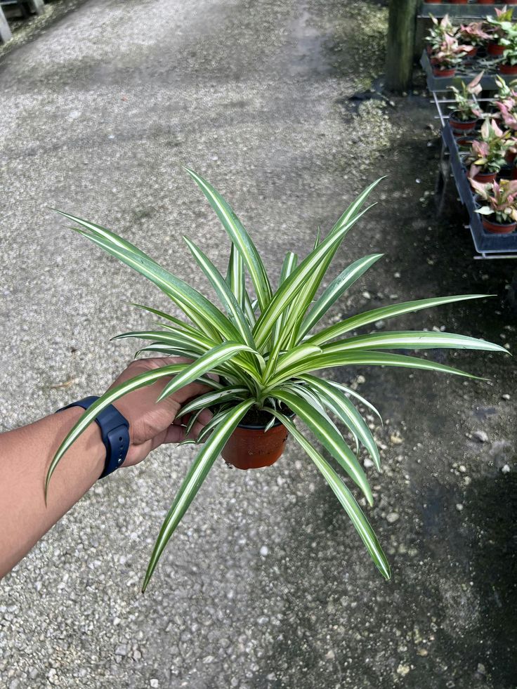 Spider plant- টব সহ