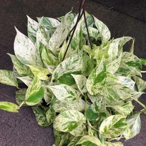 Marble Queen Pothos- টব সহ