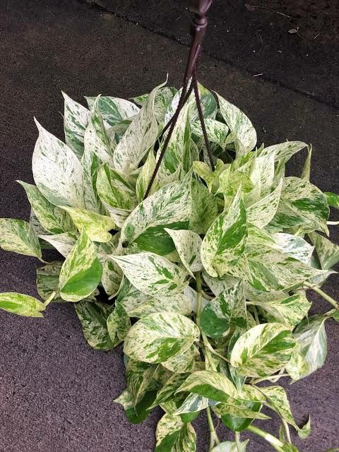 Marble Queen Pothos- টব সহ