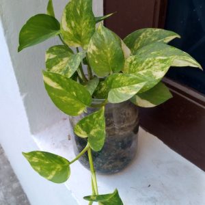 Money plant- টব সহ