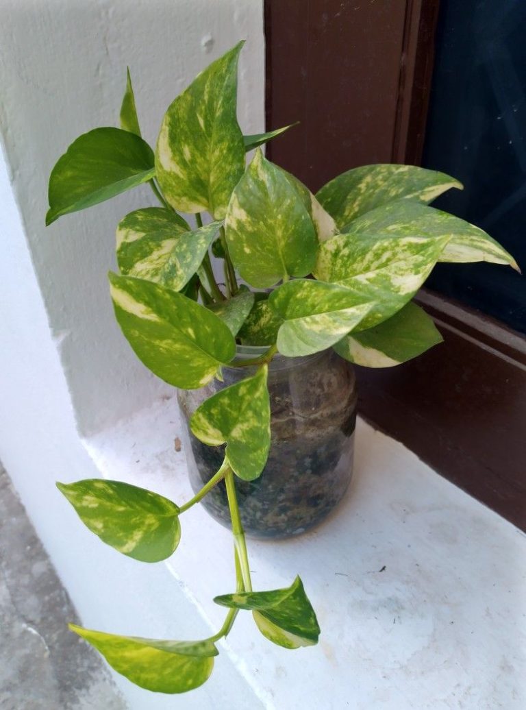 Money plant- টব সহ