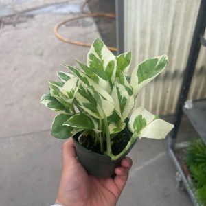 Njoy pothos ইন্ডোর প্লান্ট