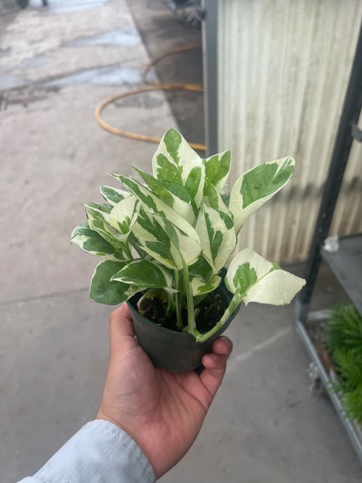 Njoy pothos ইন্ডোর প্লান্ট