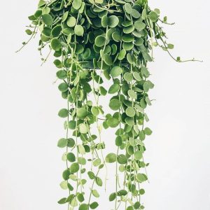 String of Nickels - হ্যাঙ্গিং পট সহ