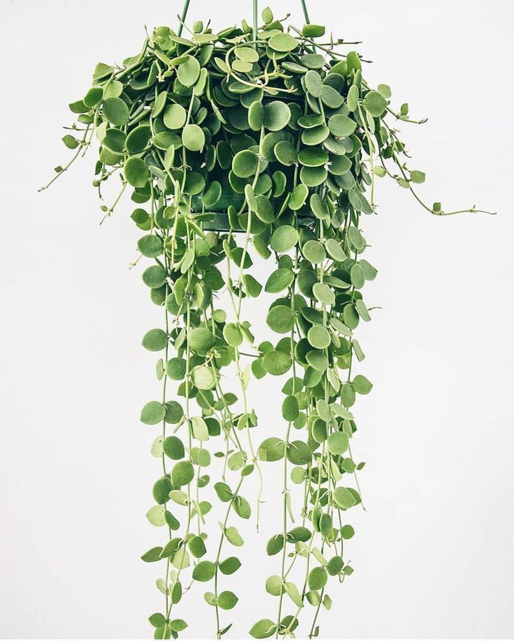 String of Nickels - হ্যাঙ্গিং পট সহ