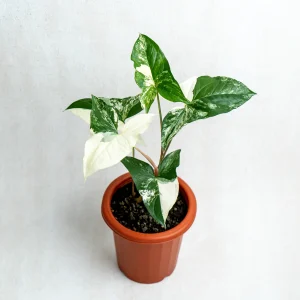 এলবো ভেরিগেটেড সিঙ্গোনিয়াম- টব সহ