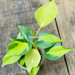 Philodendron Brasil- টব সহ
