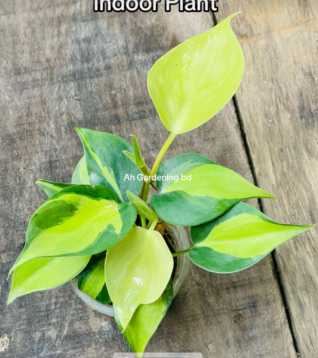 Philodendron Brasil- টব সহ